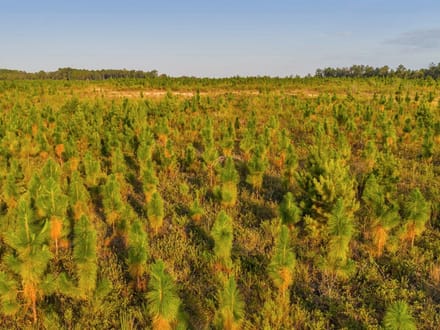 The Longleaf 42