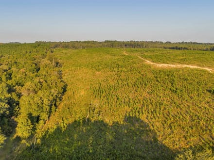 The Longleaf 42