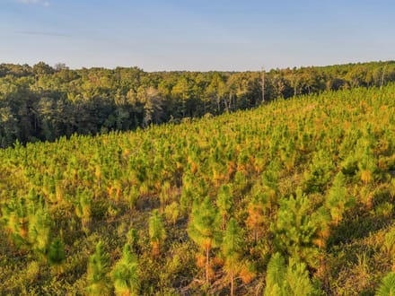 The Longleaf 42