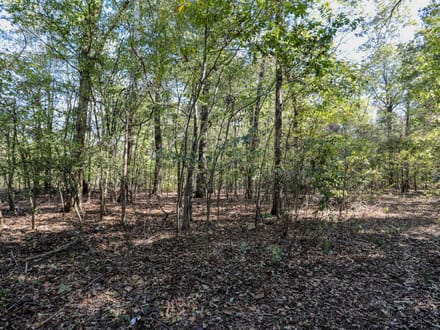 10 acres of timber seclusion on the St. Francis River in Butler County, MO