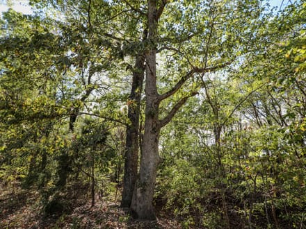 10 acres of timber seclusion on the St. Francis River in Butler County, MO