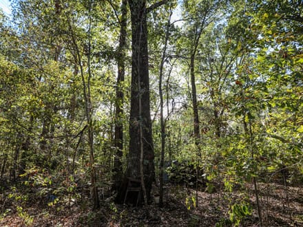 10 acres of timber seclusion on the St. Francis River in Butler County, MO