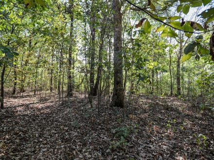 10 acres of timber seclusion on the St. Francis River in Butler County, MO