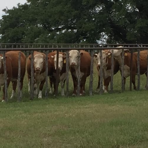 Keyes Farm