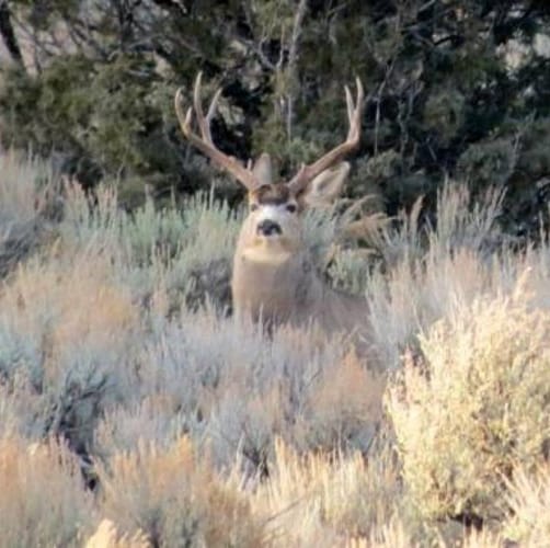 Pinon Hills Ranch Lot 34