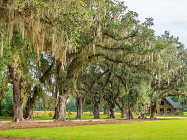 Battlefield Plantation