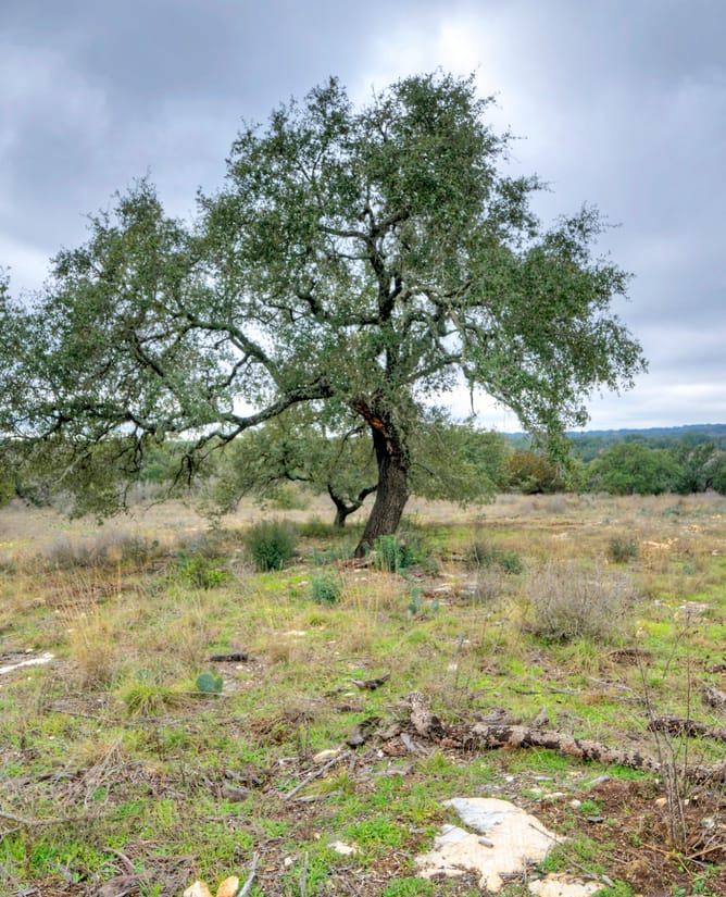 24701 Pedernales Canyon Trl Lot 4