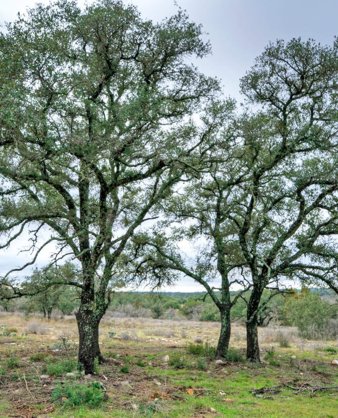 24701 Pedernales Canyon Trl Lot 4