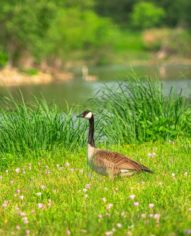 Goose Lake Ranch | 10 Acre Lake Loaded with Wildlife + Ranch House
