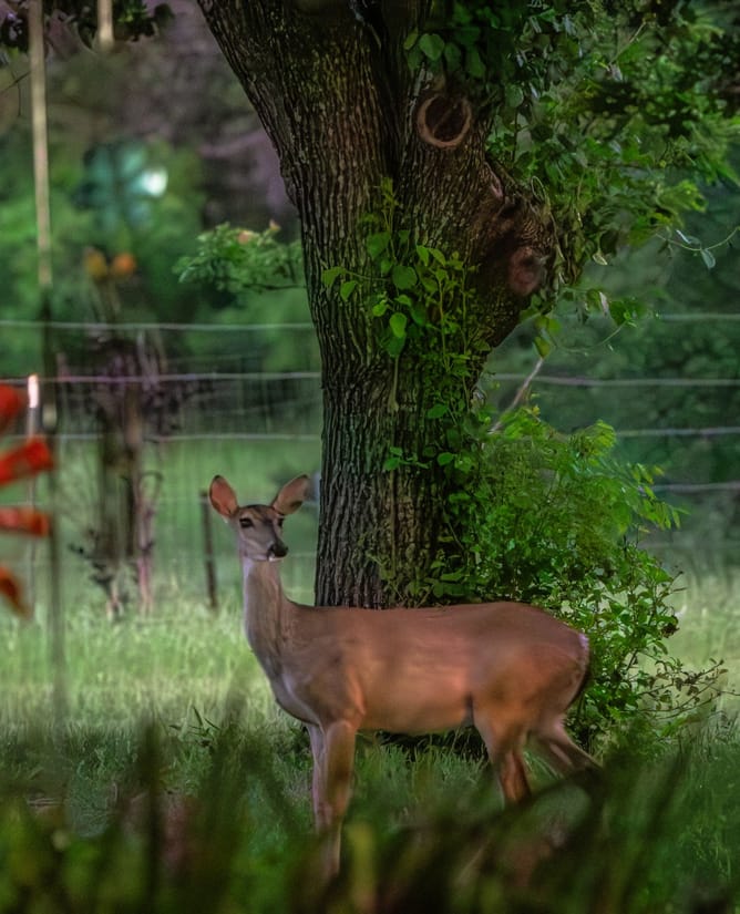 Goose Lake Ranch | 10 Acre Lake Loaded with Wildlife + Ranch House