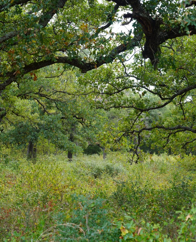 Groesbeck, TX 127.53 AC