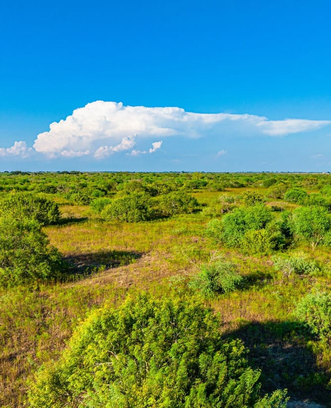 Prime South Texas Hunting | Close to Bay & Deep Sea Fishing