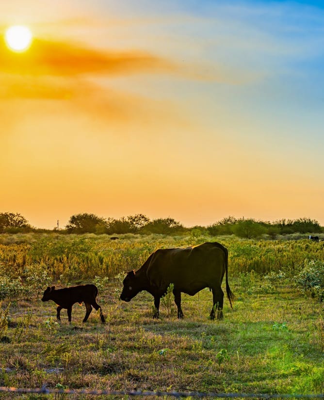Prime South Texas Hunting | Close to Bay & Deep Sea Fishing