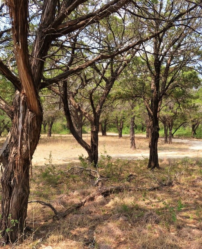 Bosque County