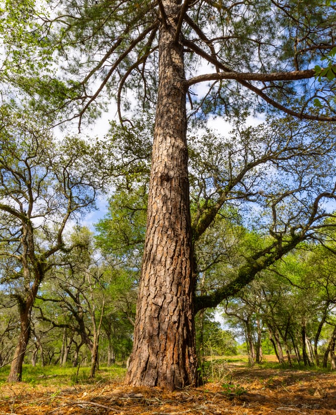 40 Acre Country Retreat | 1.5 hrs to Houston 2 hrs to Austin