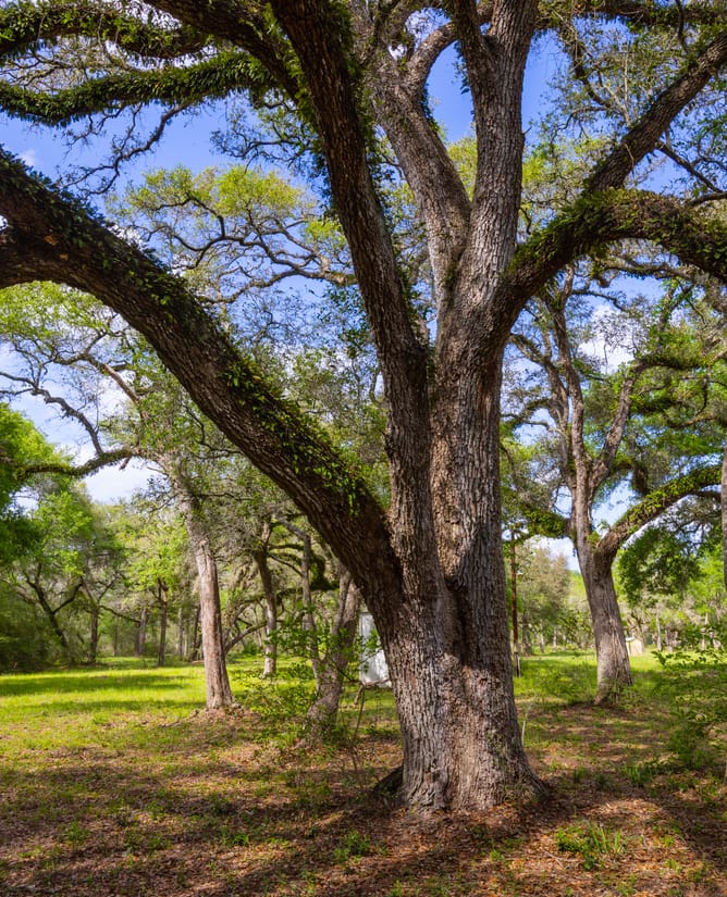 40 Acre Country Retreat | 1.5 hrs to Houston 2 hrs to Austin