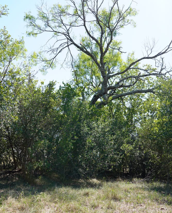 12639 Glass Road | 20 Acres in Buda