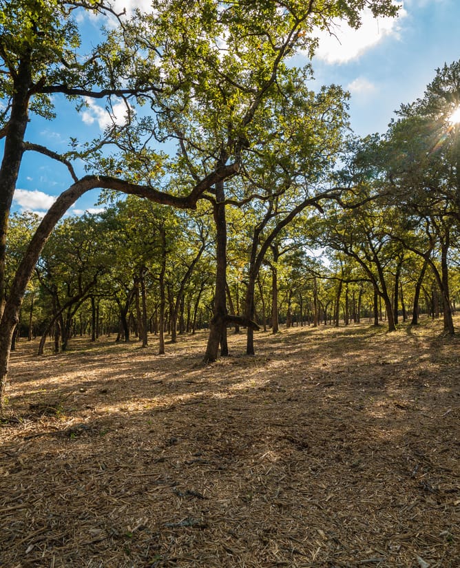 Lot 44 Bannon Ranch | 11+ Acres in Lexington