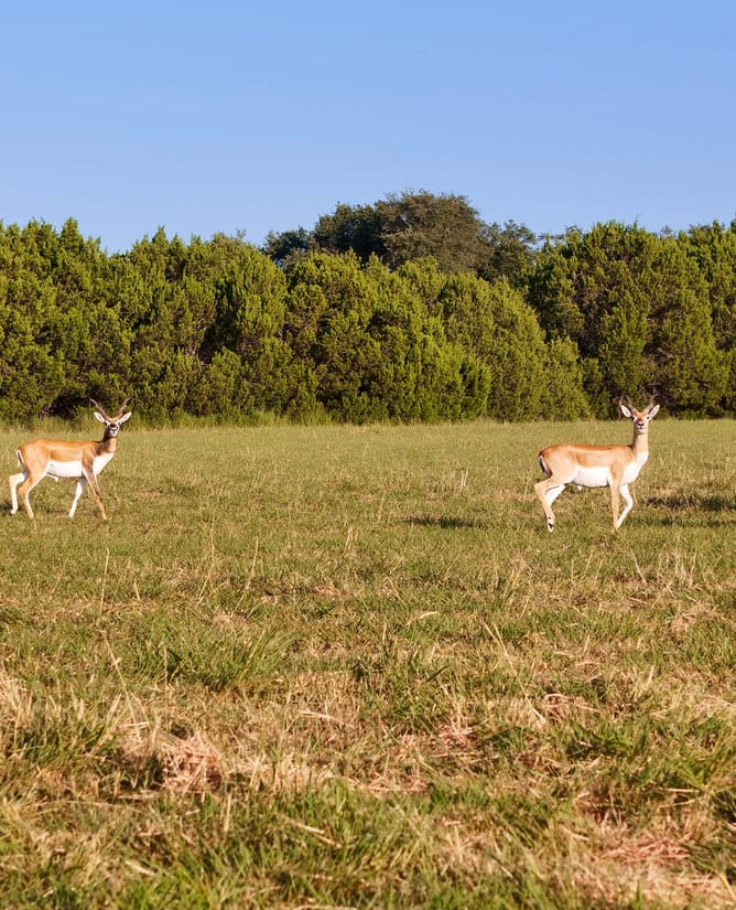 10.75 Acres Summit Springs  | Burnet County