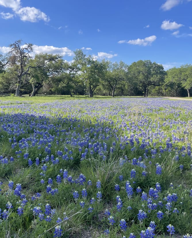 Wyld Oaks Ranch | 57ACs | 3300' RR12 Frontage