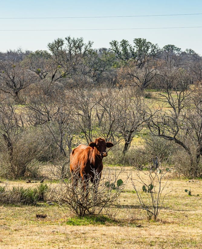 TBD CR 106, Llano, TX