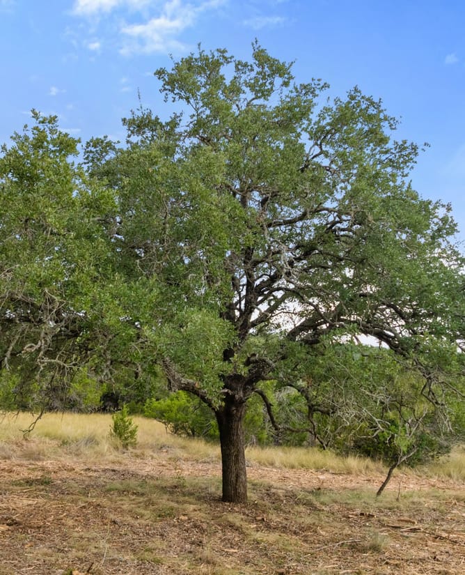 TBD Brock Hollow Dr | 7+/- Acres