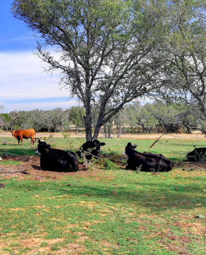 1399 Klett Ranch Rd