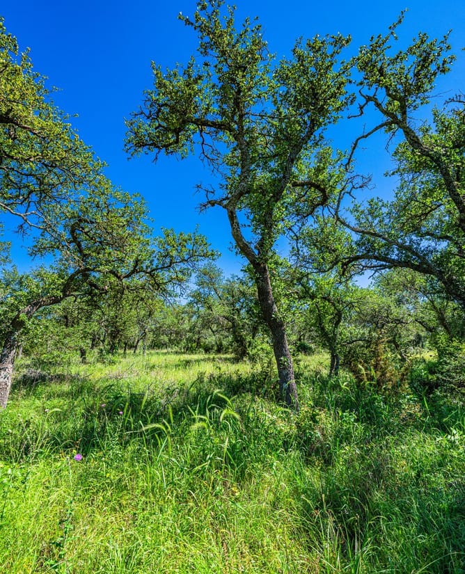 518 W Sunset - Preserve at Walnut Springs | LOT #32