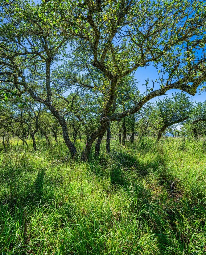 518 W Sunset - Preserve at Walnut Springs | LOT #32