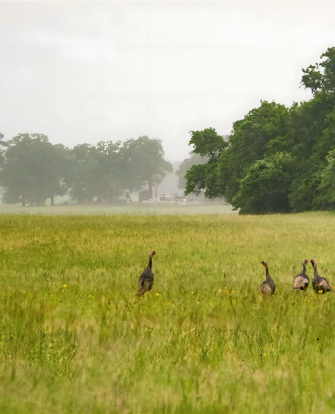 Roadrunner Ranch