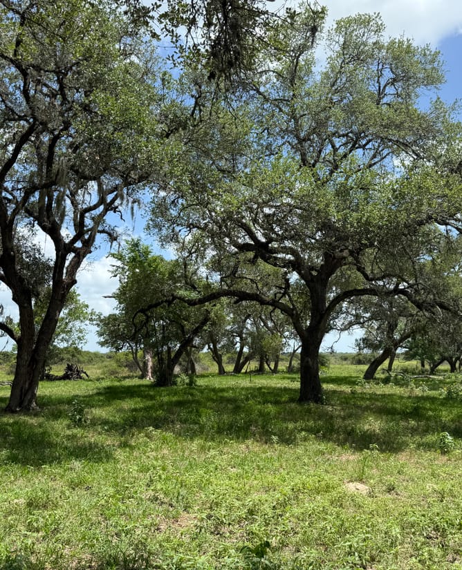83 Acres - Hallettsville