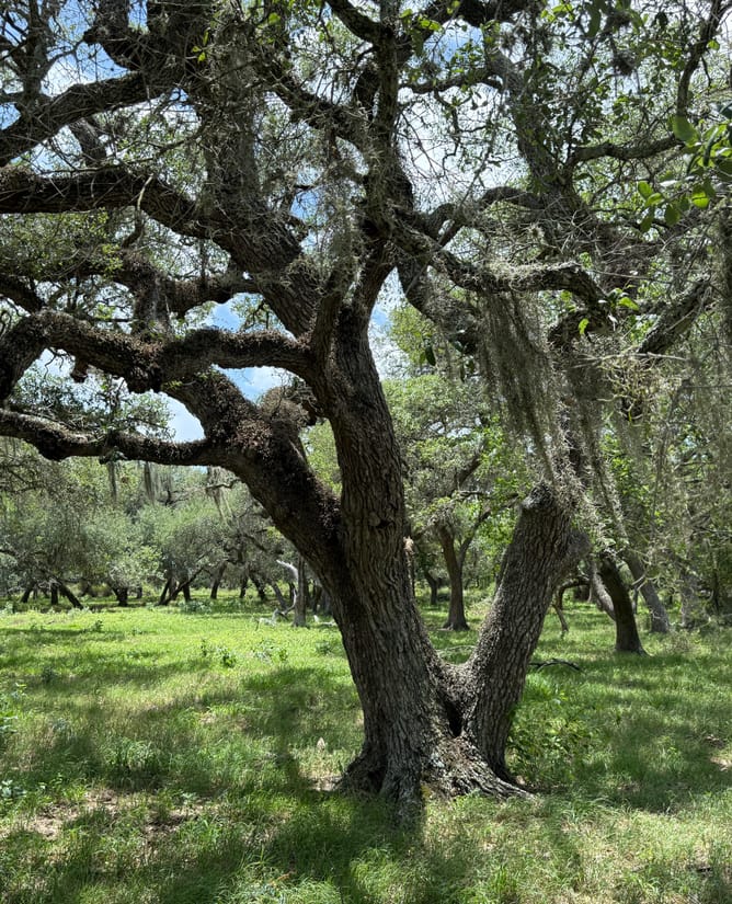 83 Acres - Hallettsville