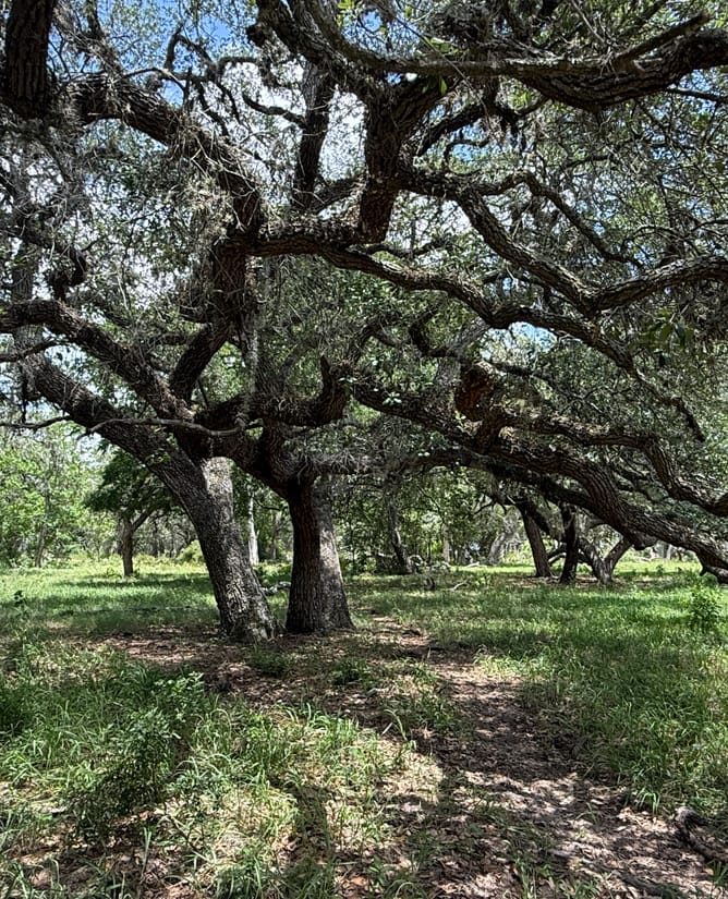 83 Acres - Hallettsville