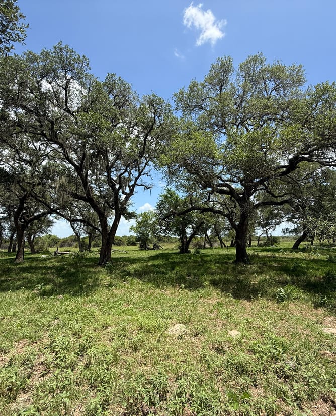 83 Acres - Hallettsville