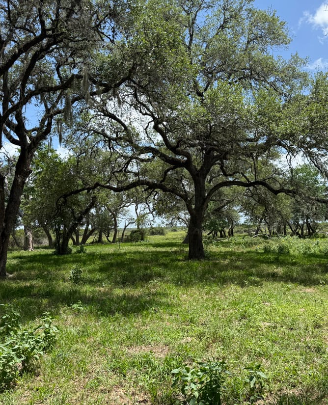 83 Acres - Hallettsville