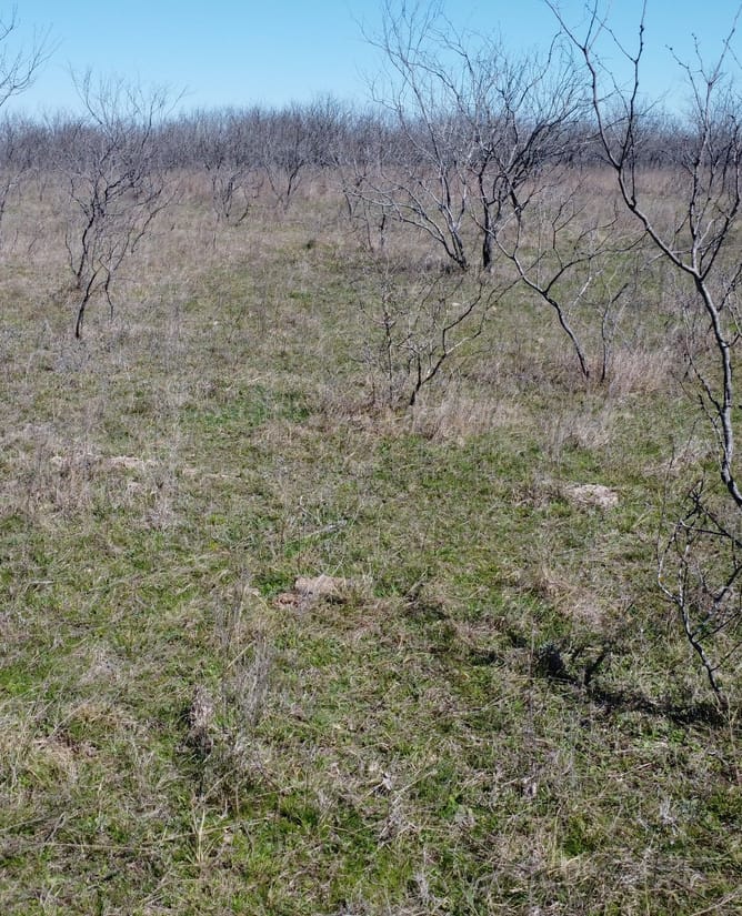 111 Acres Between Mount Calm and Hubbard, TX