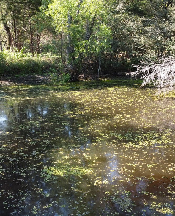 15 Acres in Groesbeck, TX