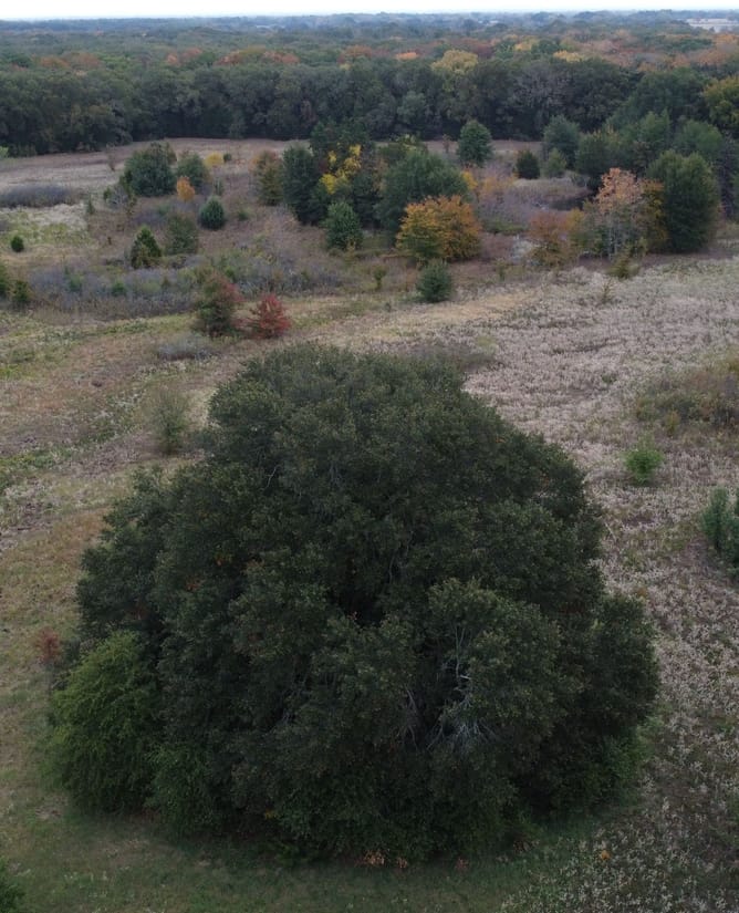 21 Acres in Terrell, TX