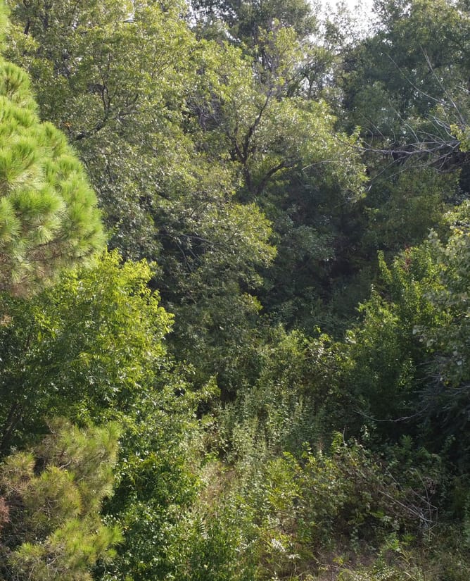 2 Acres on HWY 11 in Commerce, TX