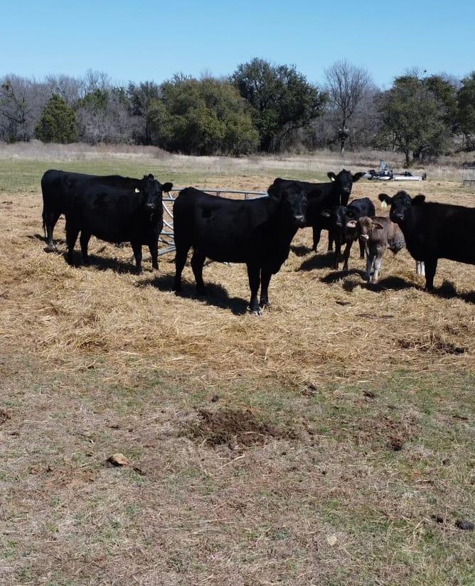 100 Acres In Between Hico and Iradell, TX