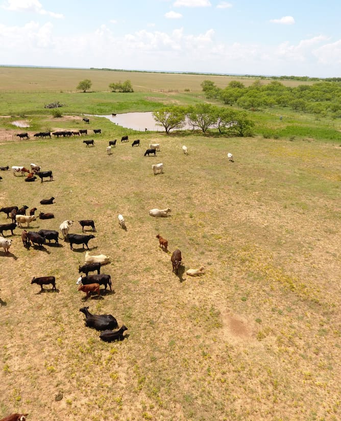 Big Game Ranch Near the Waggoner