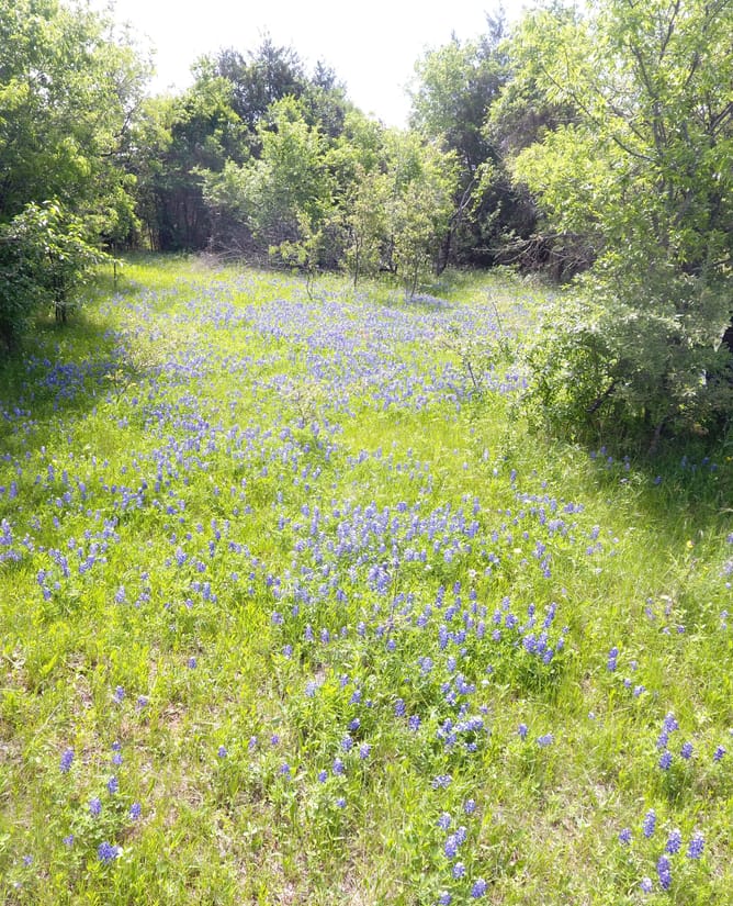 100 Acre Recreational Property between Mount Calm & Hubbard