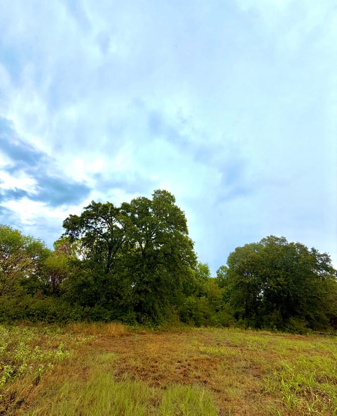 10 acres HUGE trees near Lake Tawakoni