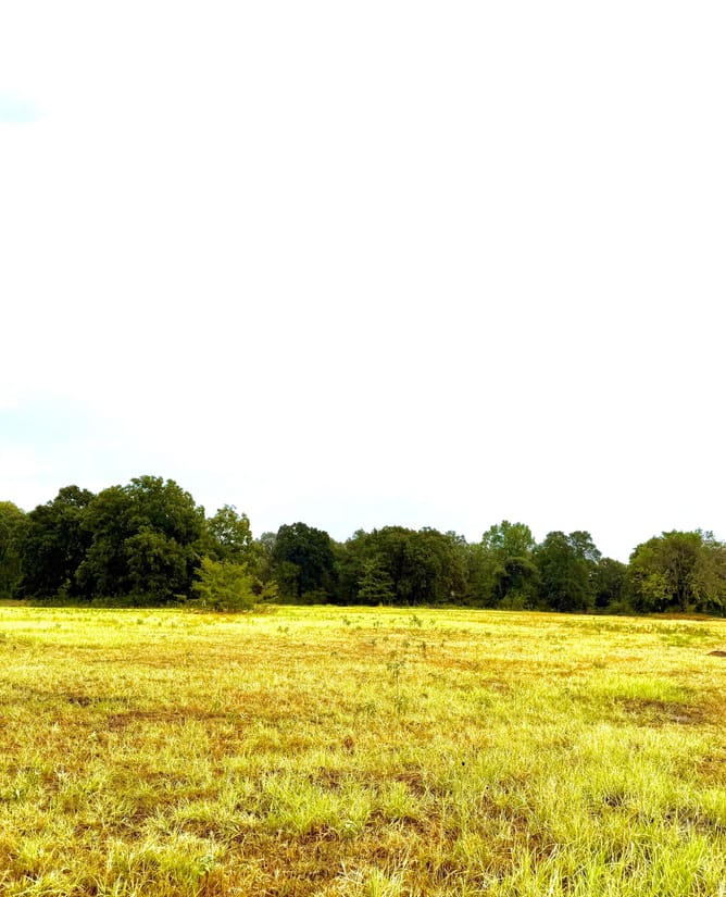 10 acres HUGE trees near Lake Tawakoni