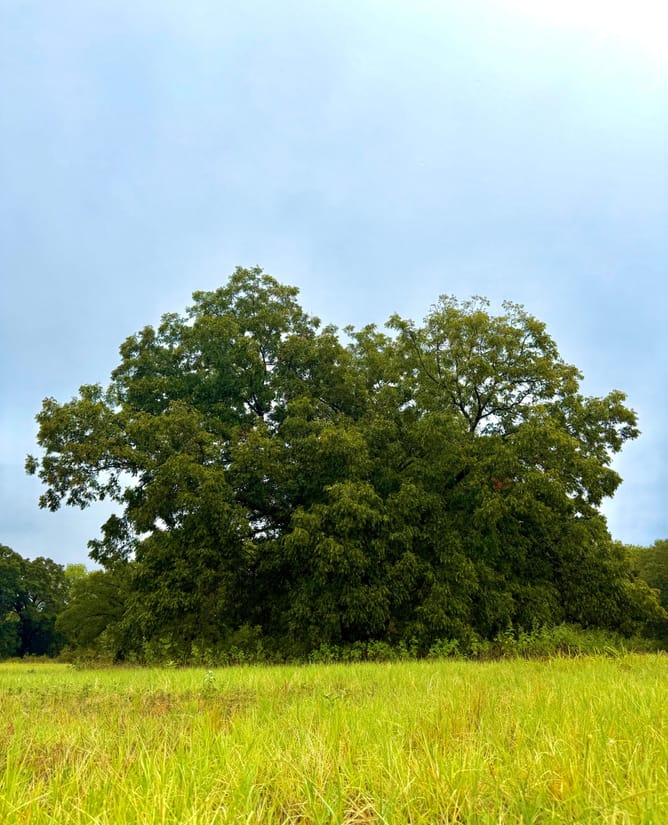 10 acres HUGE trees near Lake Tawakoni