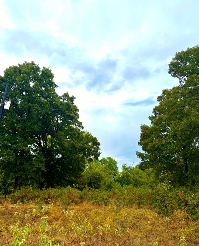 10 acres HUGE trees near Lake Tawakoni