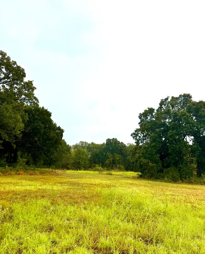 10 acres HUGE trees near Lake Tawakoni