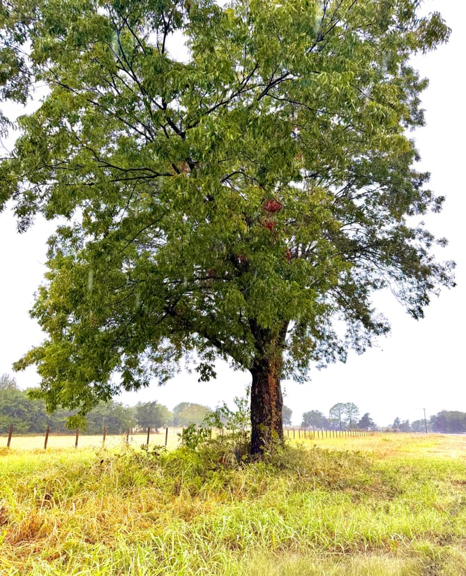10 acres HUGE trees near Lake Tawakoni
