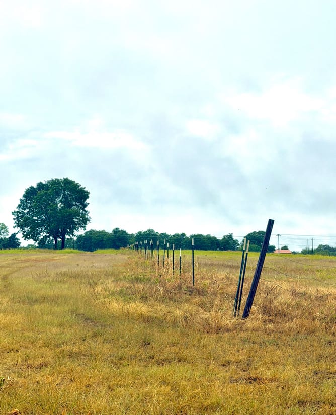 10 acres HUGE trees near Lake Tawakoni