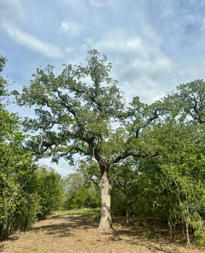 2.6 Acres off Tenney Creek Road